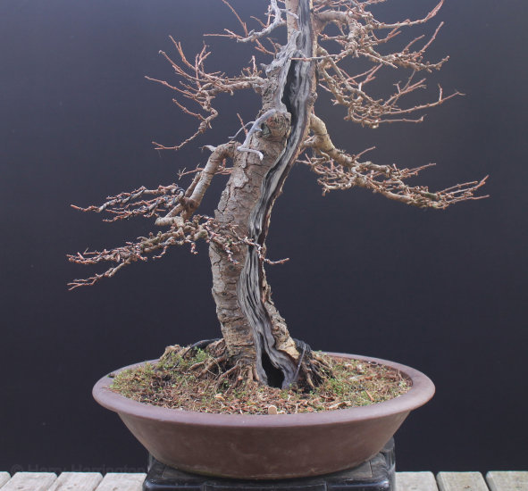 Larch Bonsai Carving and Styling 